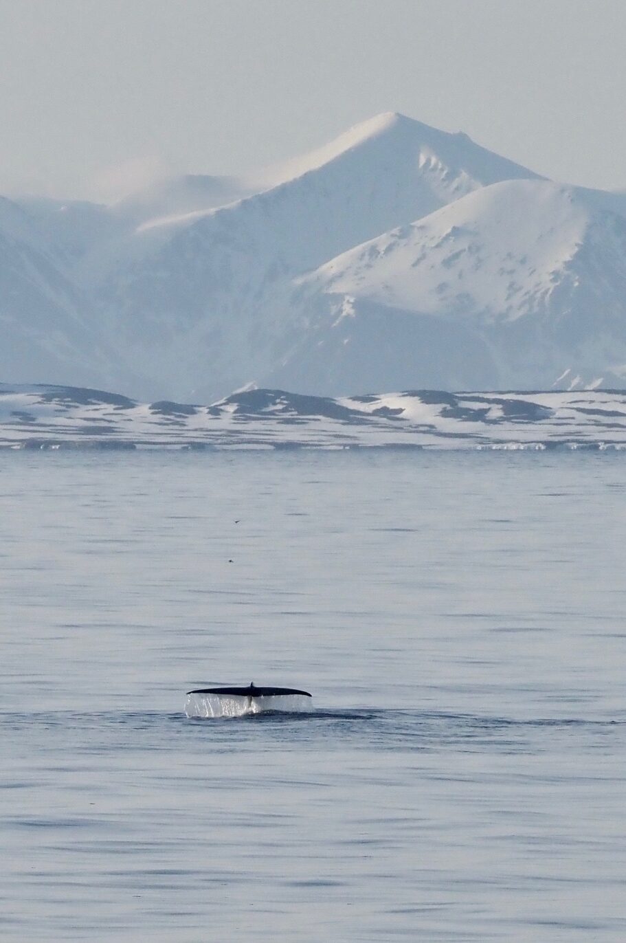 Whale sighting during an arctic journey