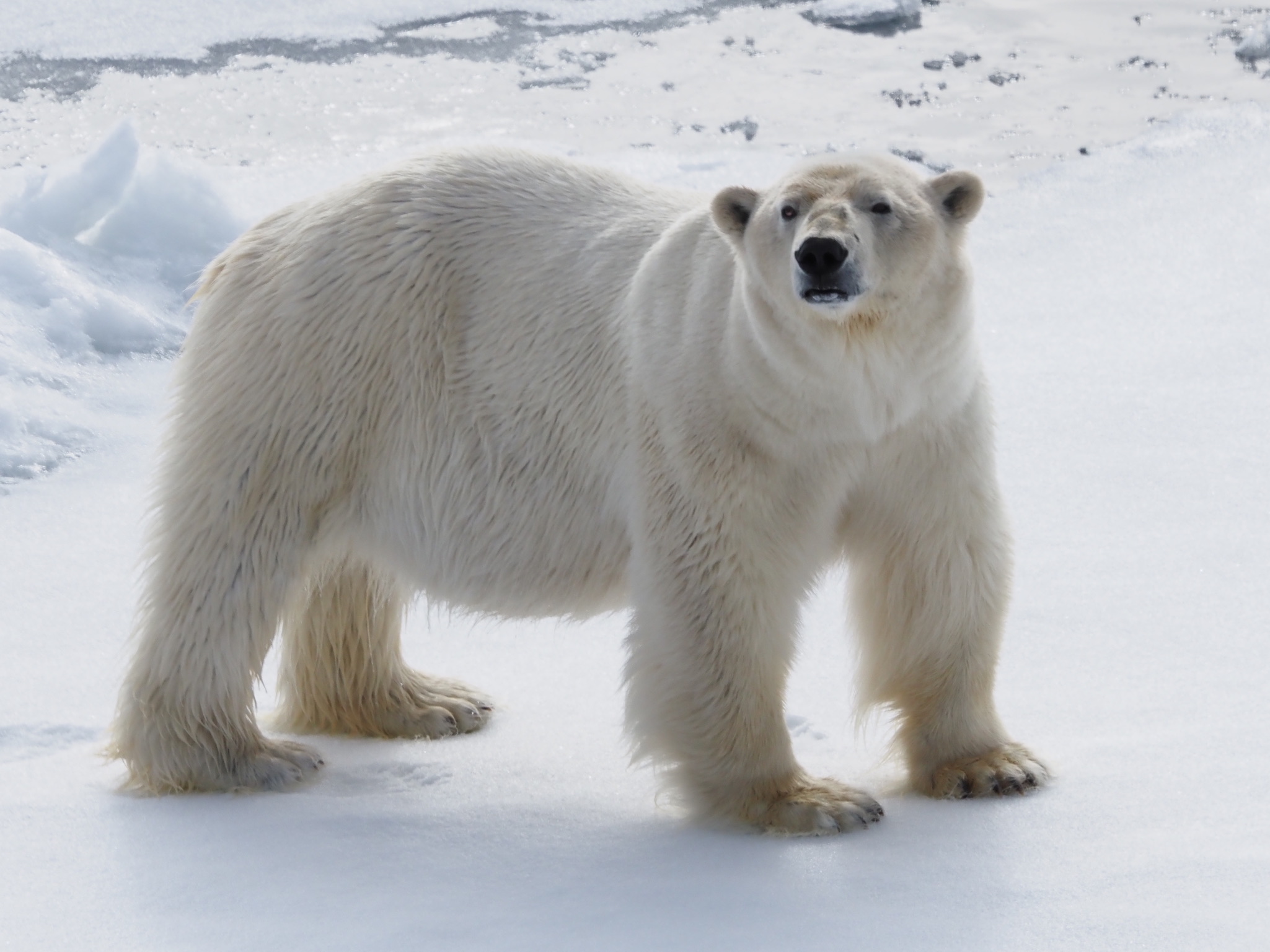 Polar bear sighting during a journey in the arctic