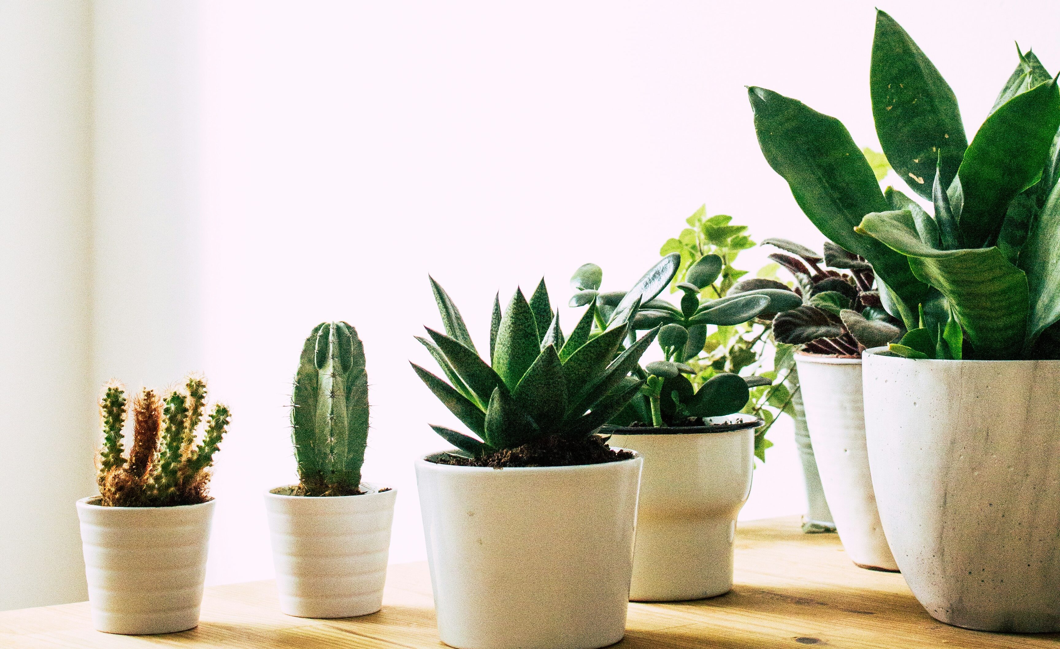 Spring home updates: potted plants